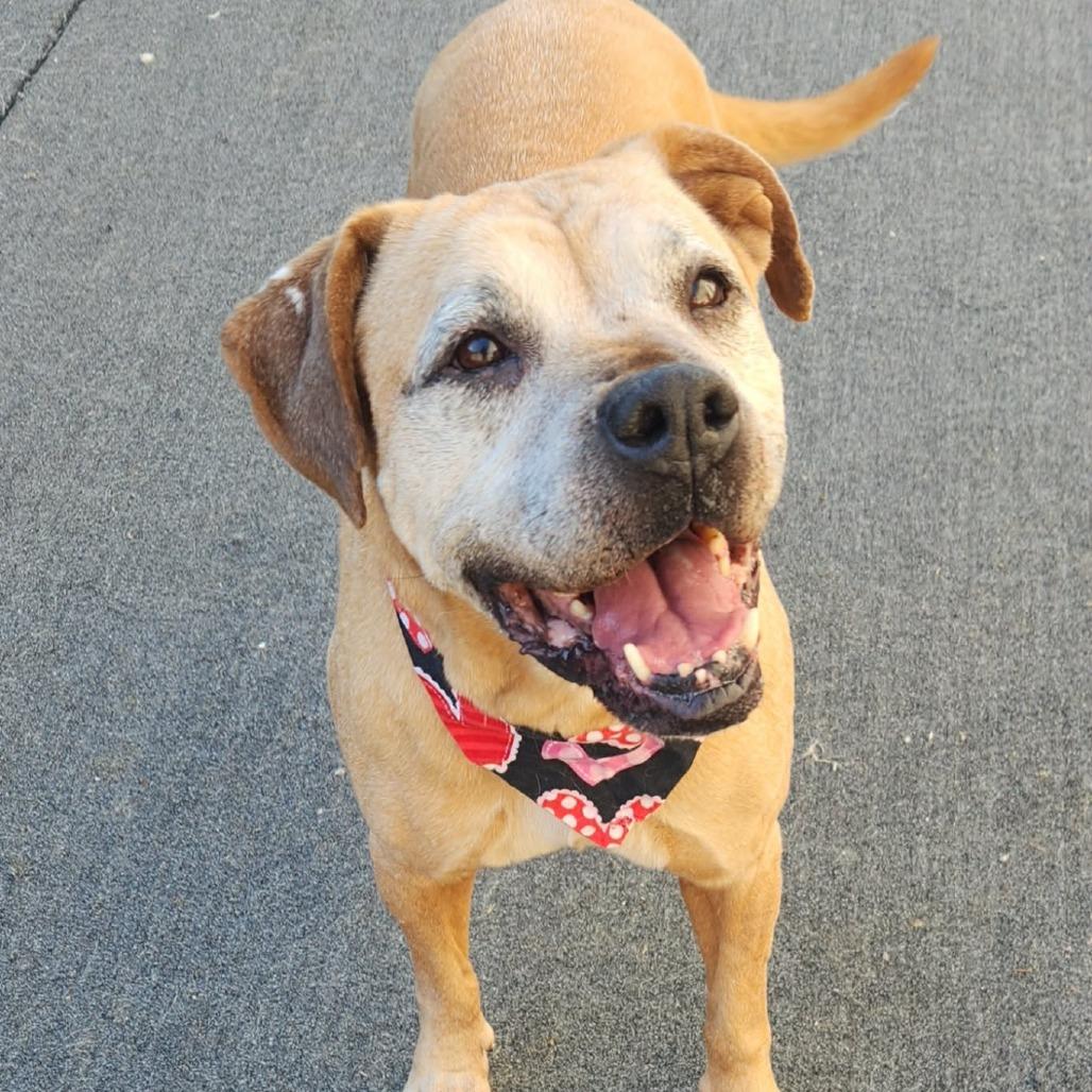 Enlarge Buckshot, a Adoptable Boxer in Cleveland, TN image 2/4