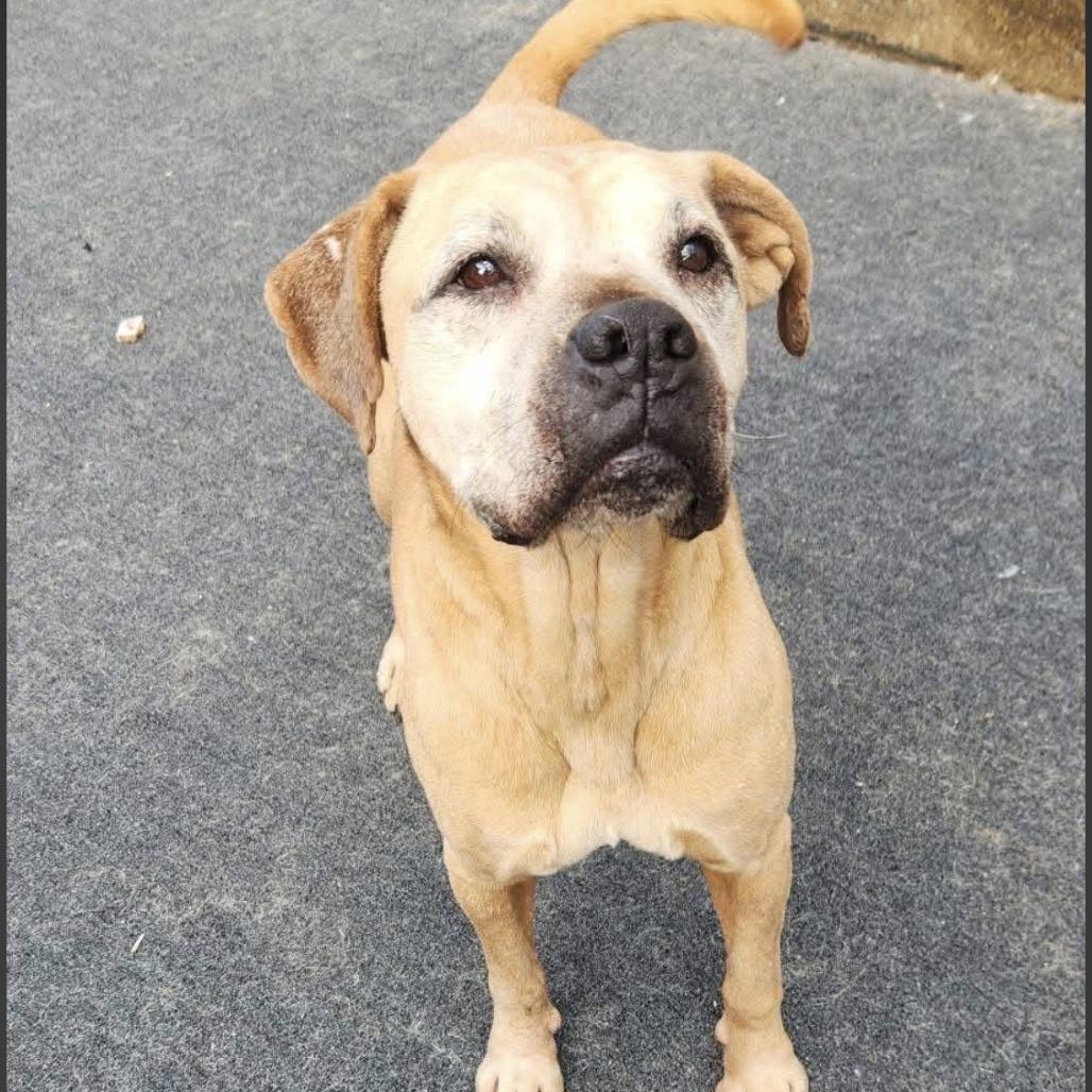 Enlarge Buckshot, a Adoptable Boxer in Cleveland, TN image 3/4