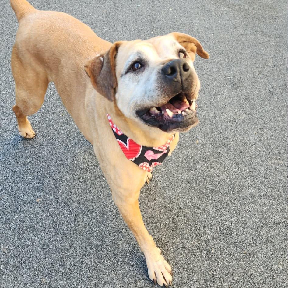 Enlarge Buckshot, a Adoptable Boxer in Cleveland, TN image 4/4