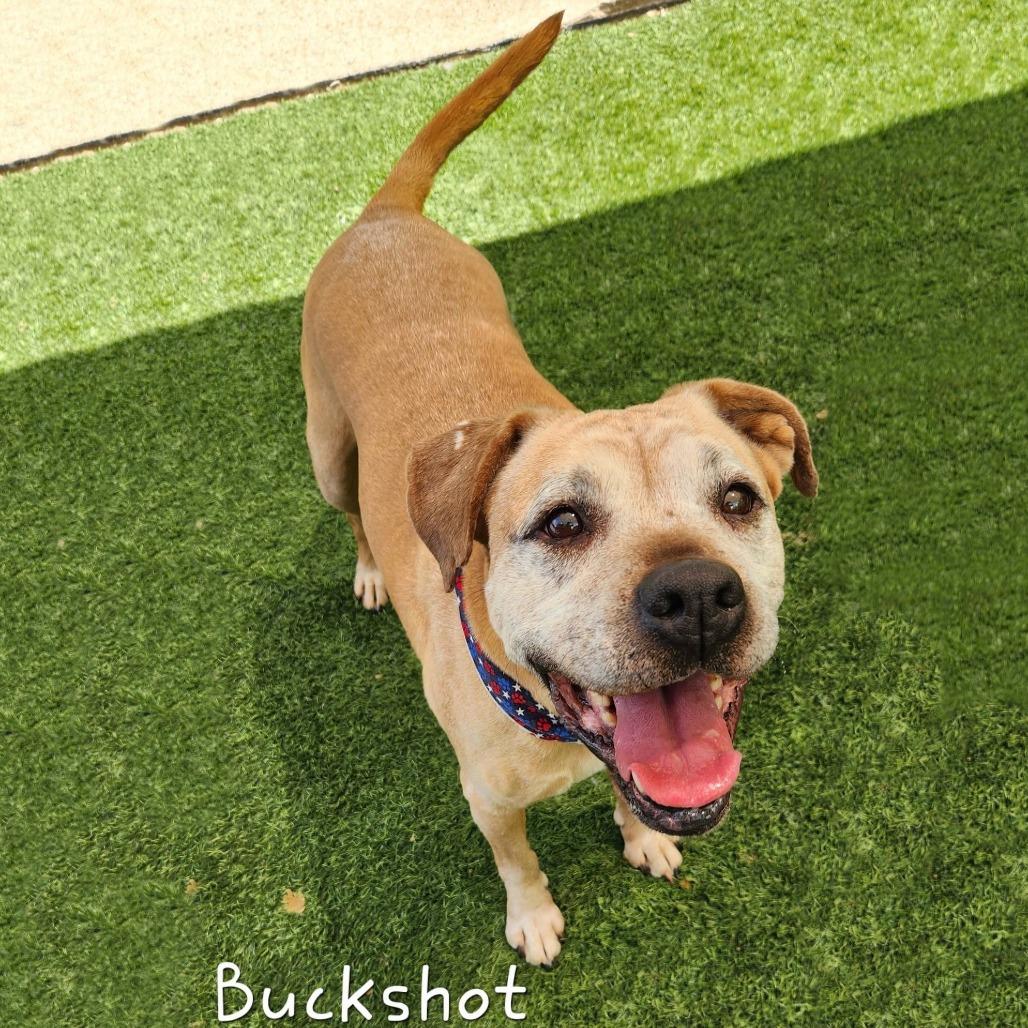 Buckshot, a Adoptable Boxer in Cleveland, TN image 5/5