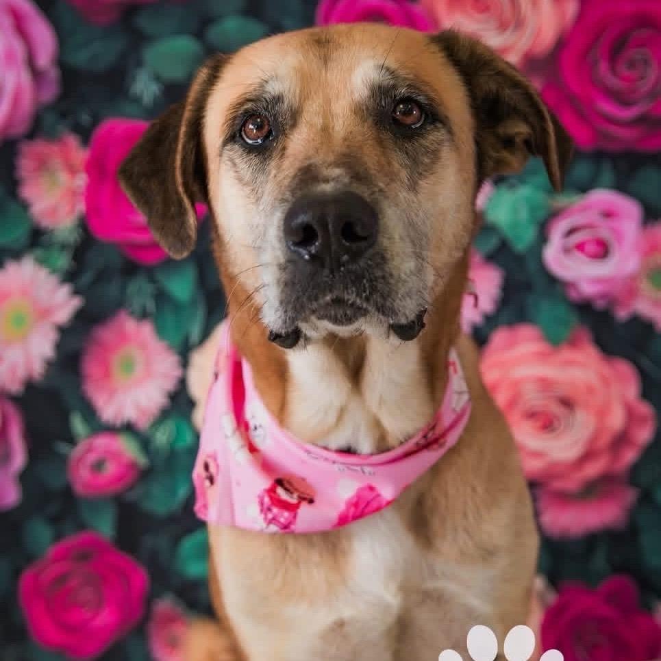 Lady, Adoptable, Adult Female Yellow Labrador Retriever & Shepherd.