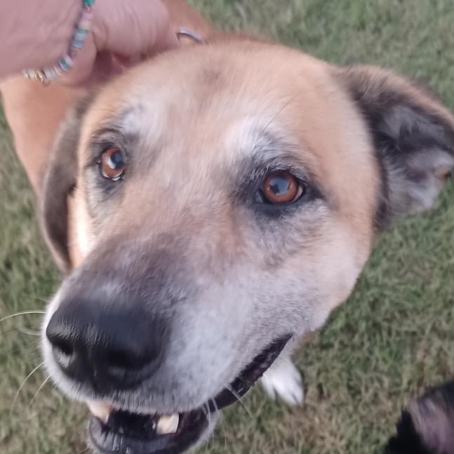 Enlarge Lady, a Adoptable mixed breed in Collinsville , OK image 2/4