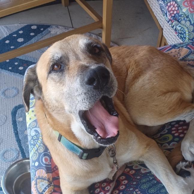 Enlarge Lady, a Adoptable mixed breed in Collinsville , OK image 4/4