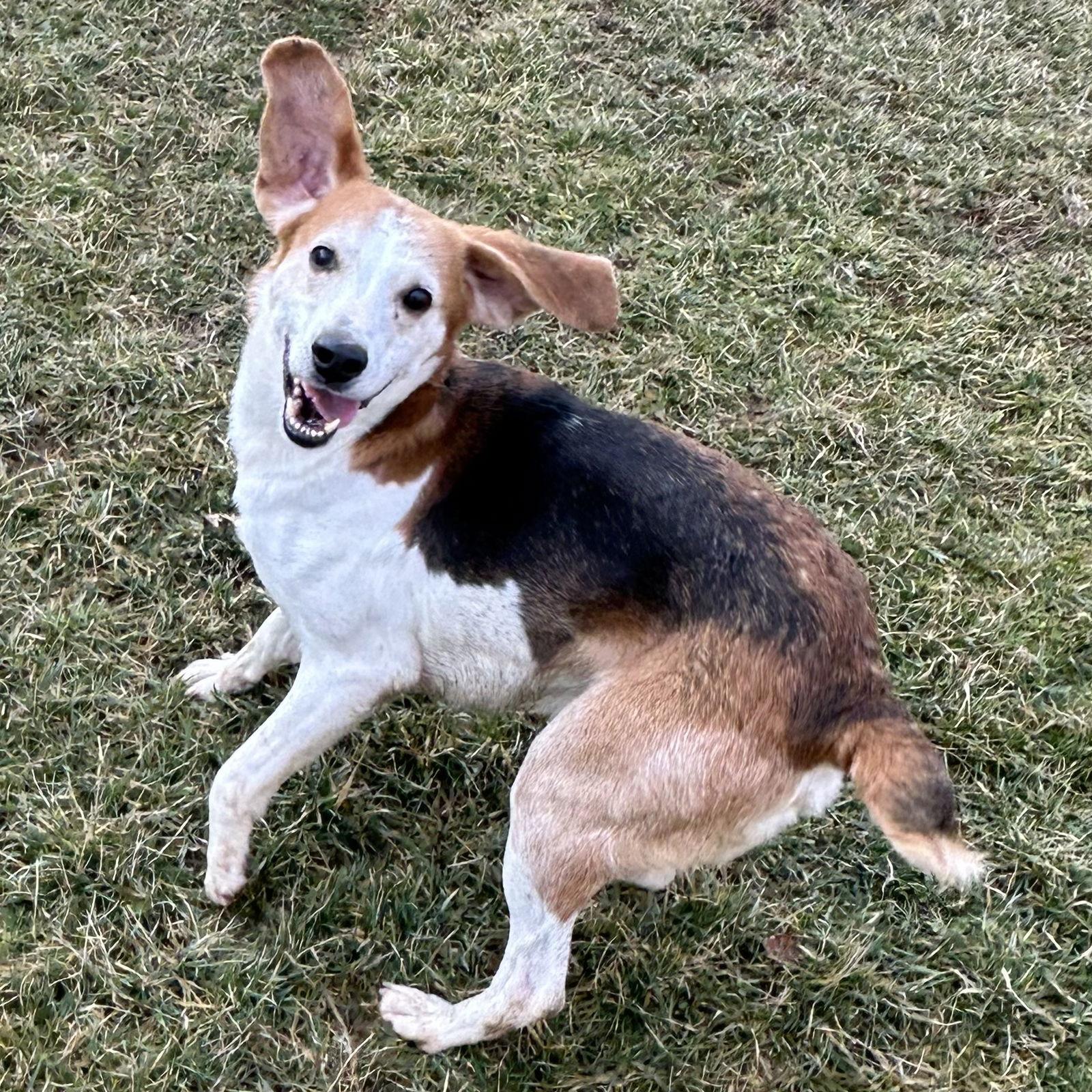 Jeremy, Adoptable, Adult Male Beagle & Foxhound.
