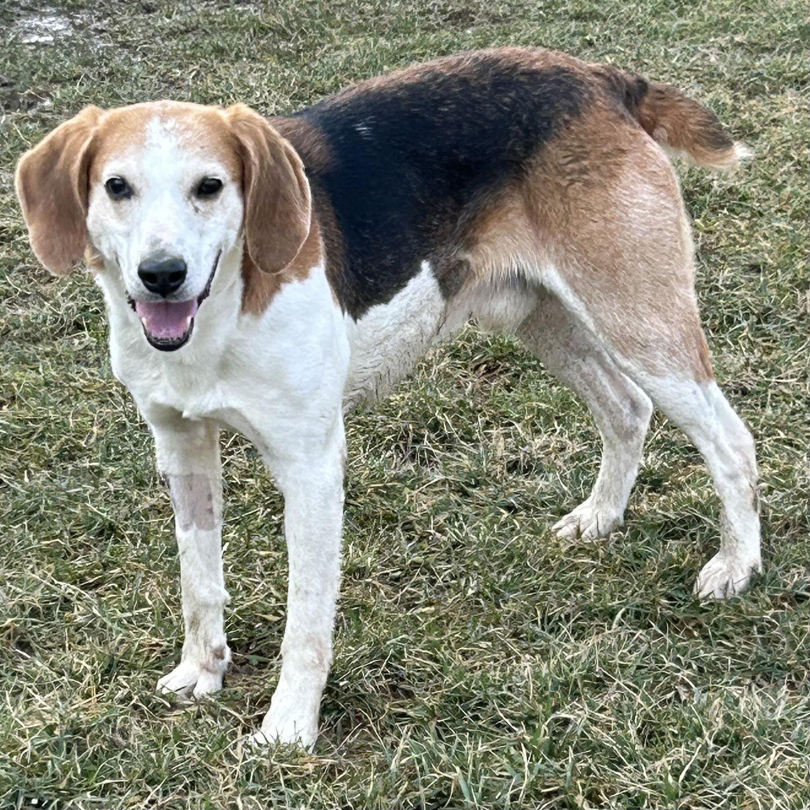 Enlarge Jeremy, a Adoptable mixed breed in Norwood, OH image 2/3
