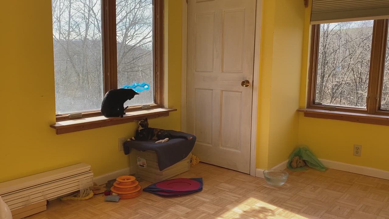 Enlarge Cassie, a Adopted mixed breed in Covington, KY video 6/11