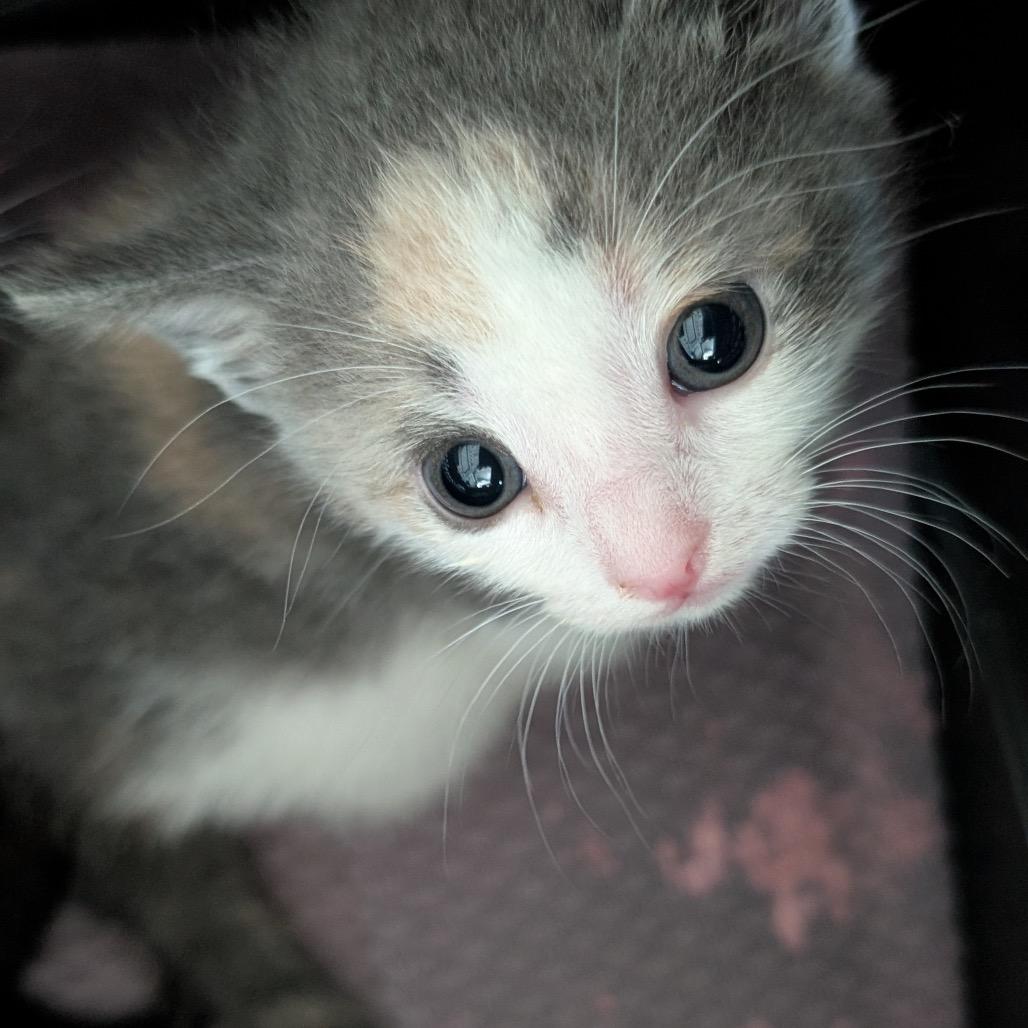 Enlarge Theadora, a Adoptable Domestic Short Hair in Asheville, NC image 1/2