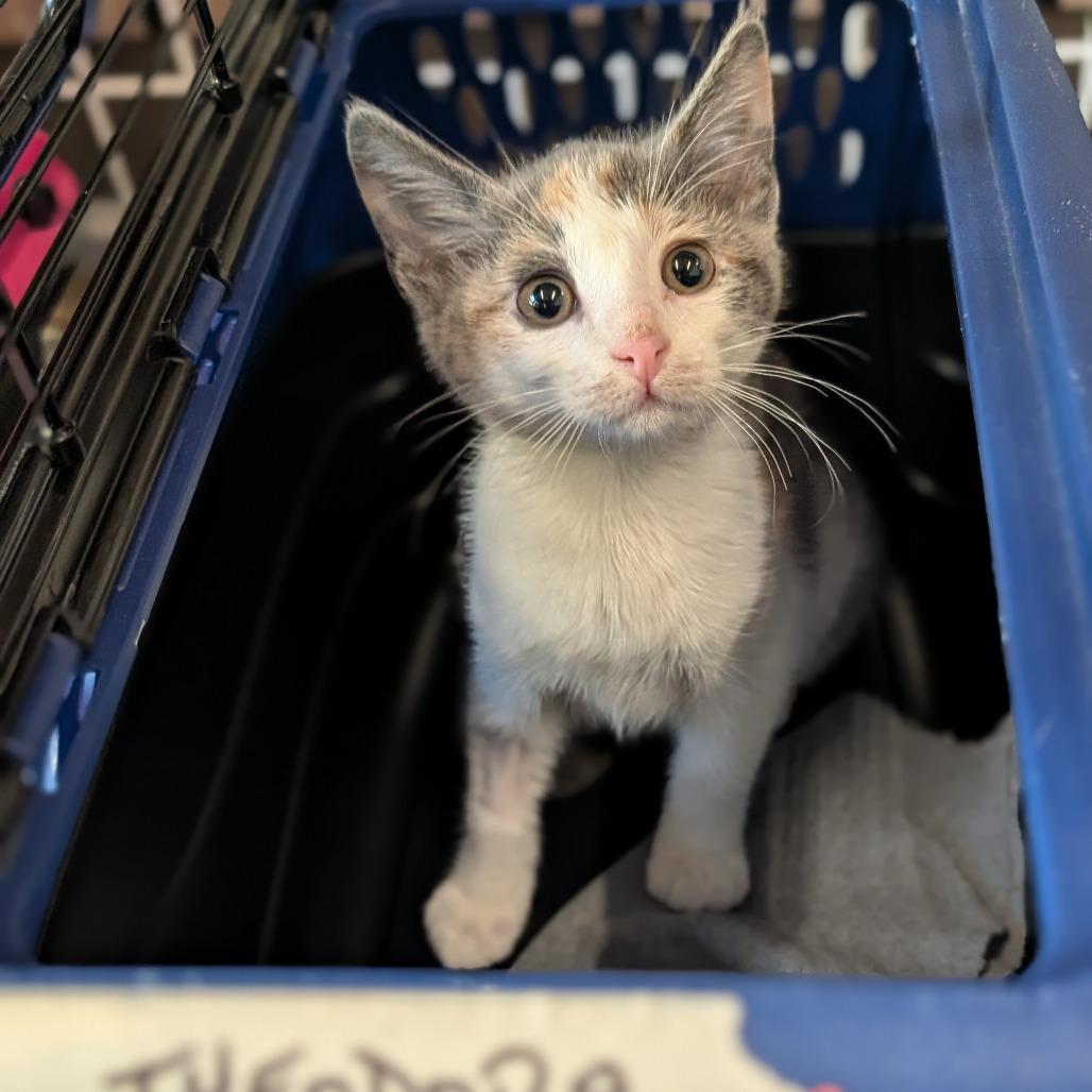 Enlarge Theadora, a Adoptable Domestic Short Hair in Asheville, NC image 2/2