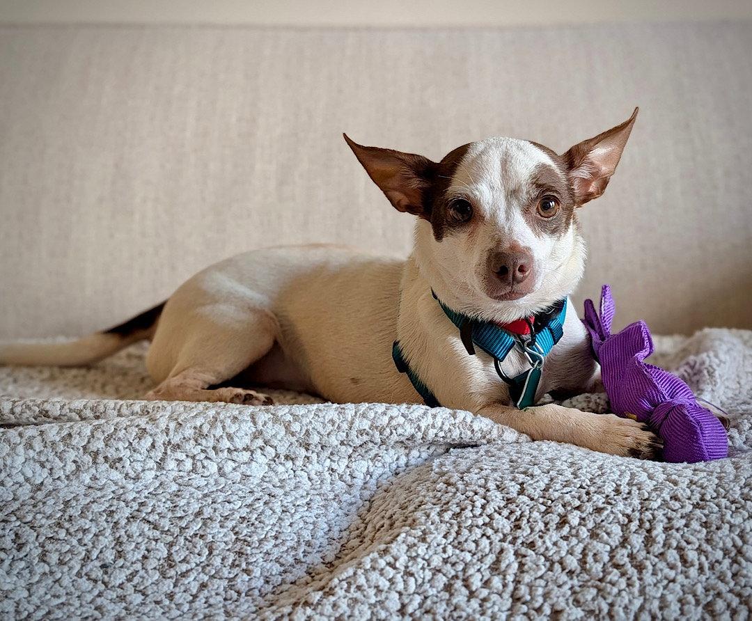 Enlarge Daisy (Va), a Adoptable mixed breed in Atlanta, GA image 1/3