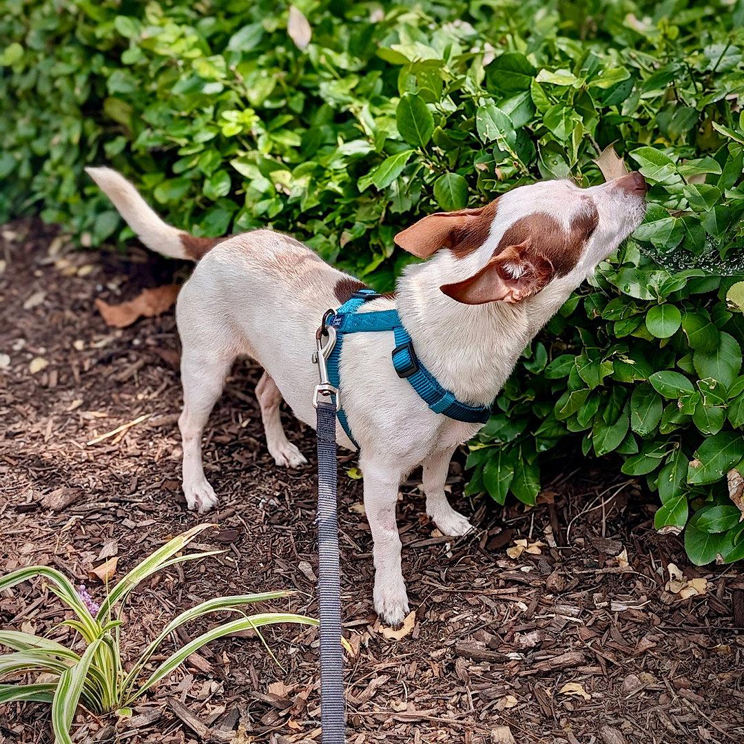 Enlarge Daisy (Va), a Adoptable mixed breed in Atlanta, GA image 2/3