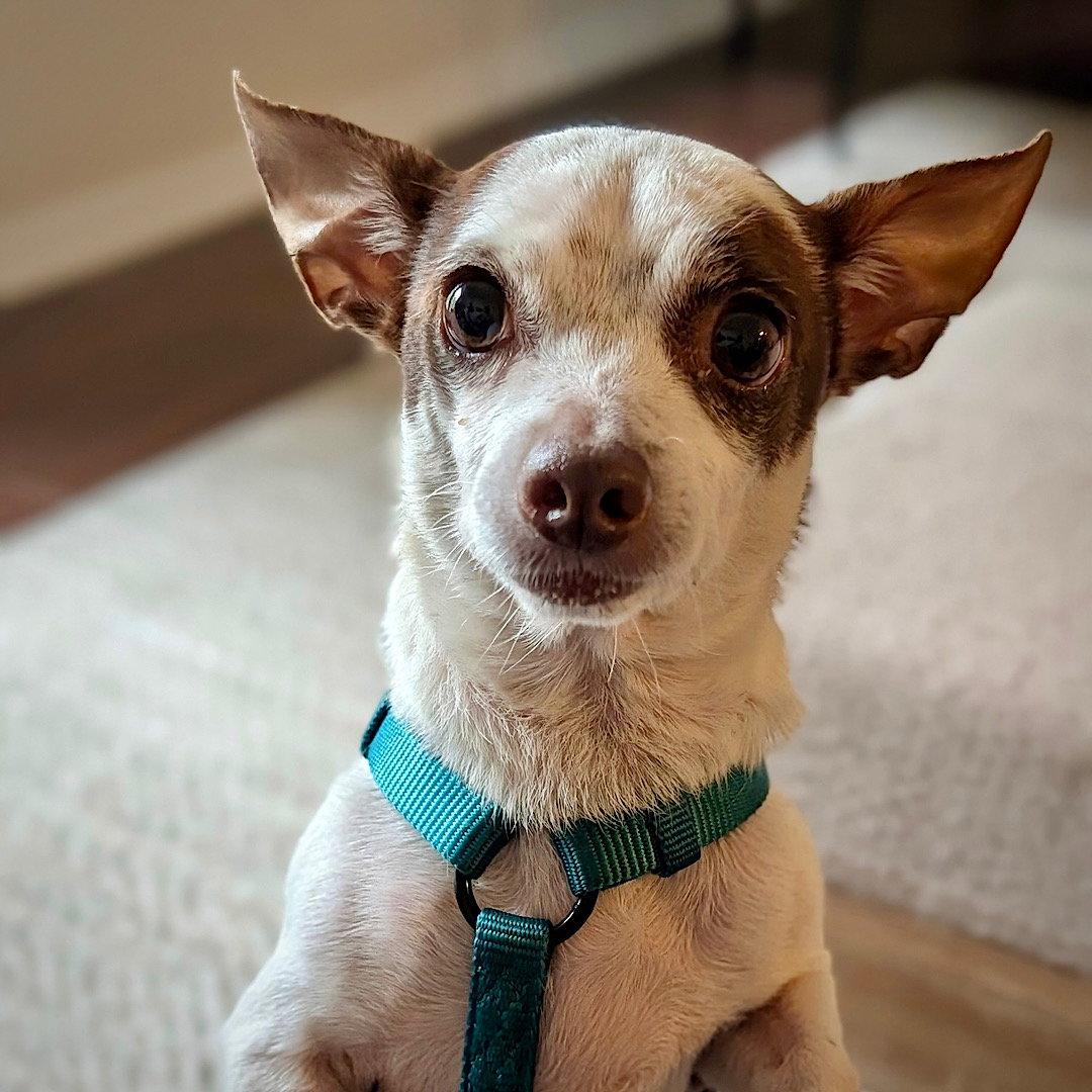 Enlarge Daisy (Va), a Adoptable mixed breed in Atlanta, GA image 3/3