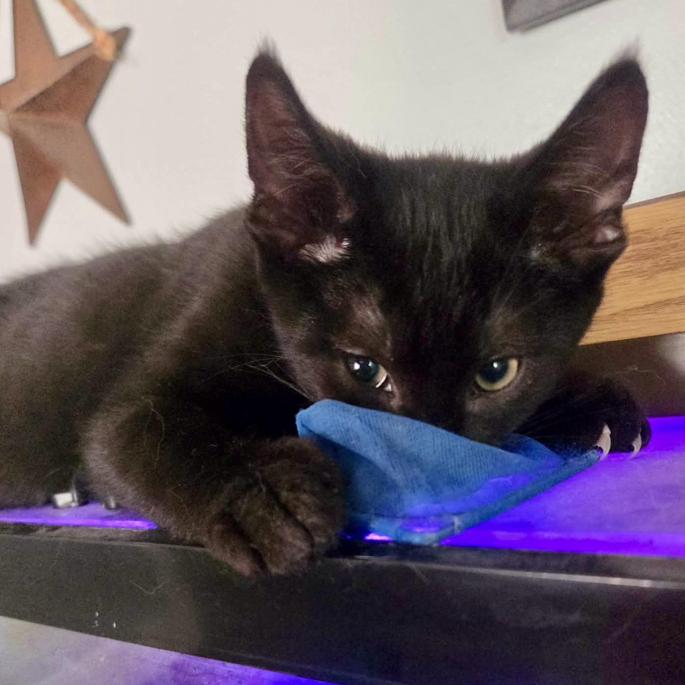 Frankie, a ADOPTABLE Domestic Short Hair in East Amherst, NY image 3/4