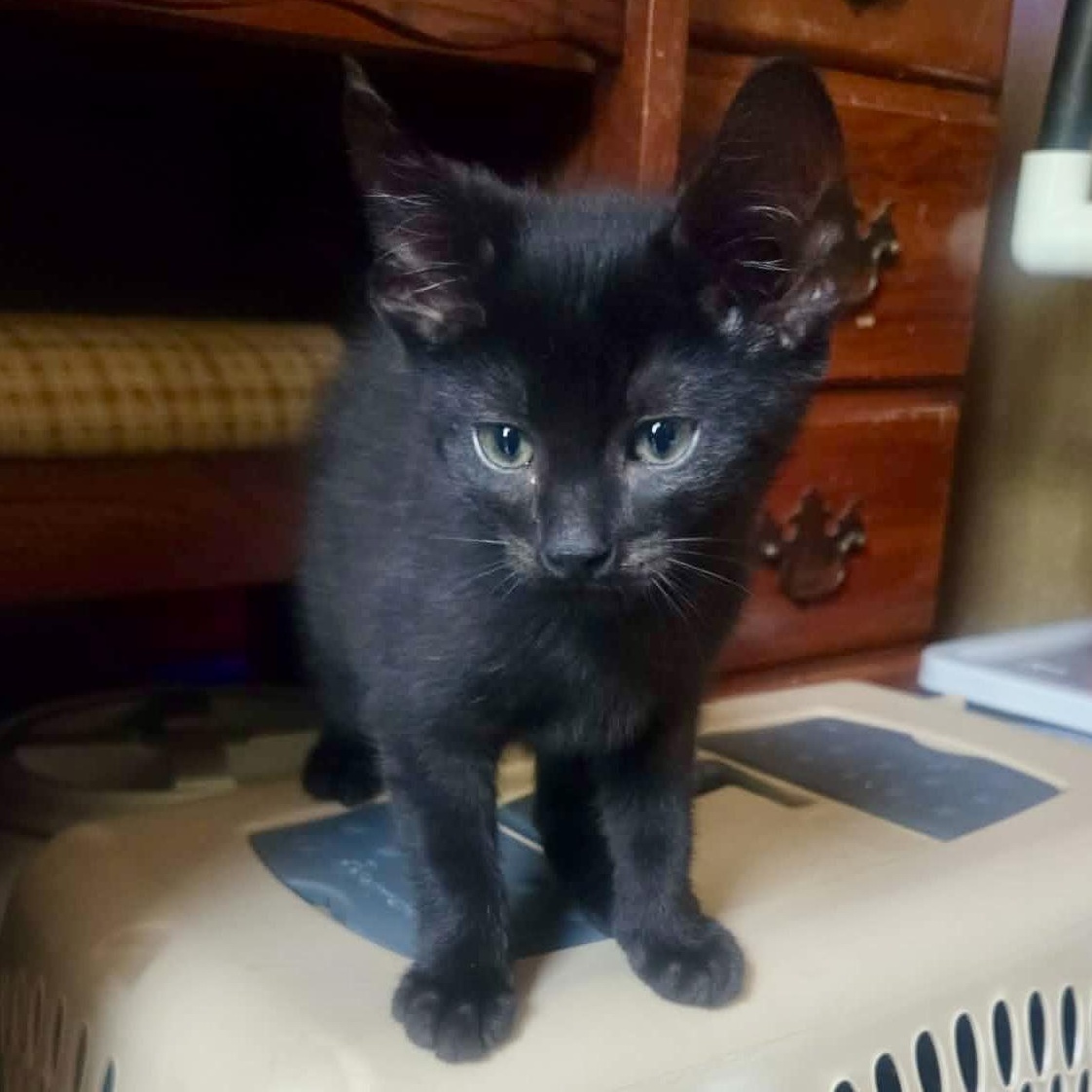 Frankie, a ADOPTABLE Domestic Short Hair in East Amherst, NY image 2/4