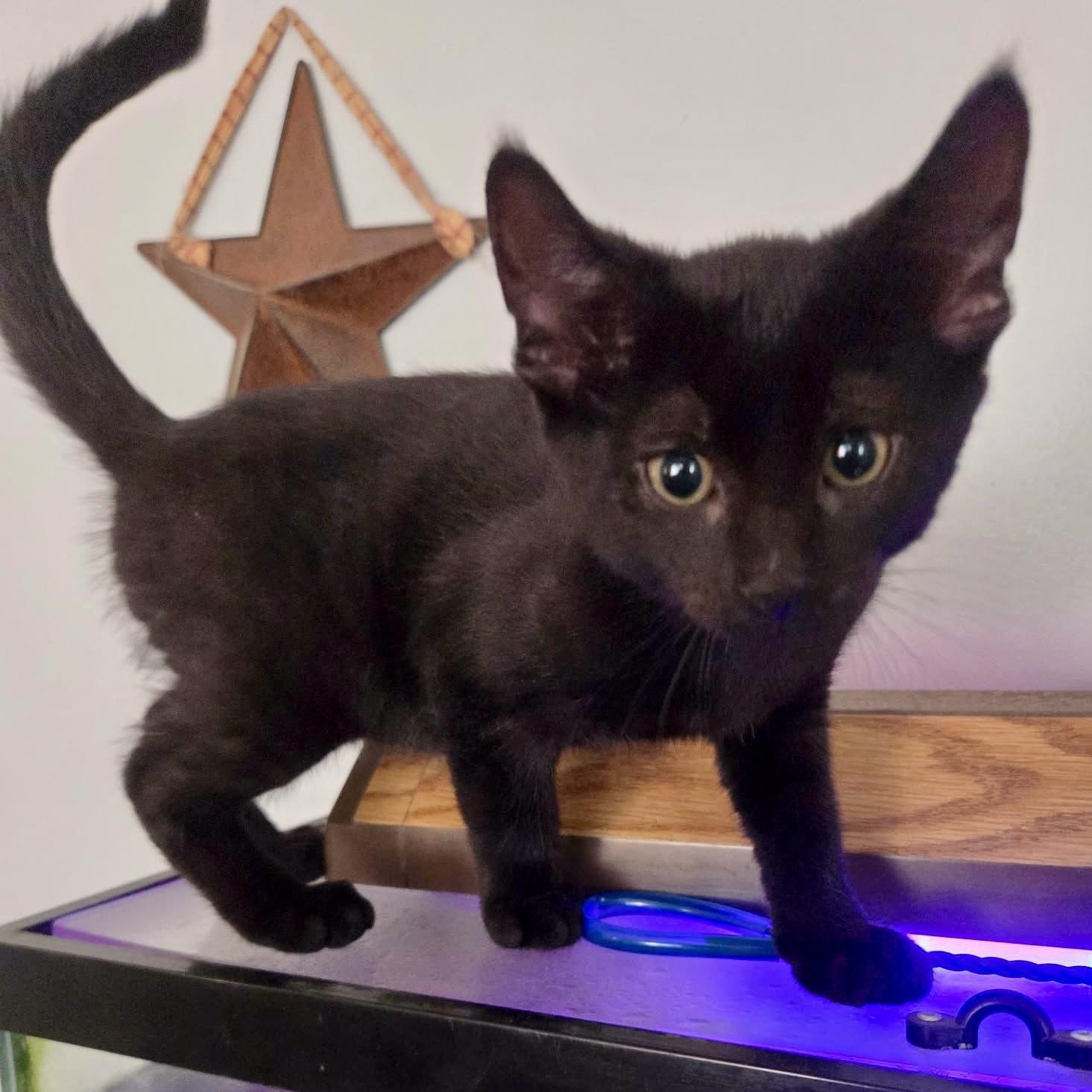 Frankie, ADOPTABLE, Kitten Male Domestic Short Hair.