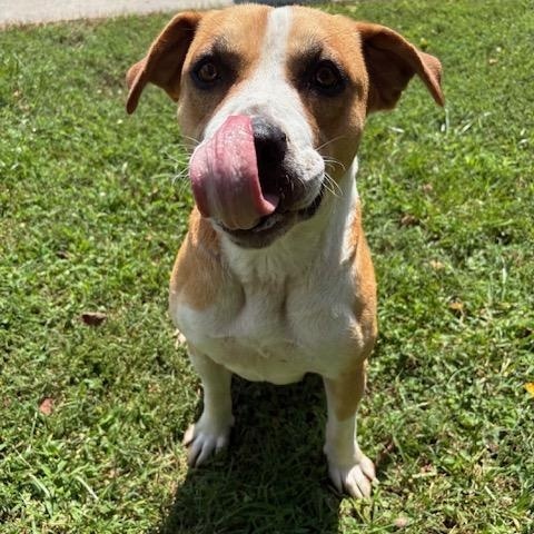 Enlarge Taffy, a Adoptable mixed breed in Dinwiddie, VA image 2/4