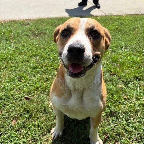 Taffy, Adoptable, Adult Female Pit Bull Terrier.