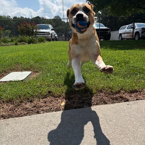Enlarge Taffy, a Adoptable mixed breed in Dinwiddie, VA image 3/4