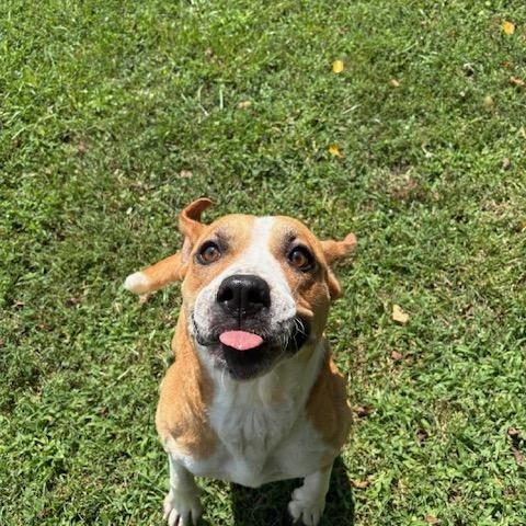 Enlarge Taffy, a Adoptable mixed breed in Dinwiddie, VA image 4/4