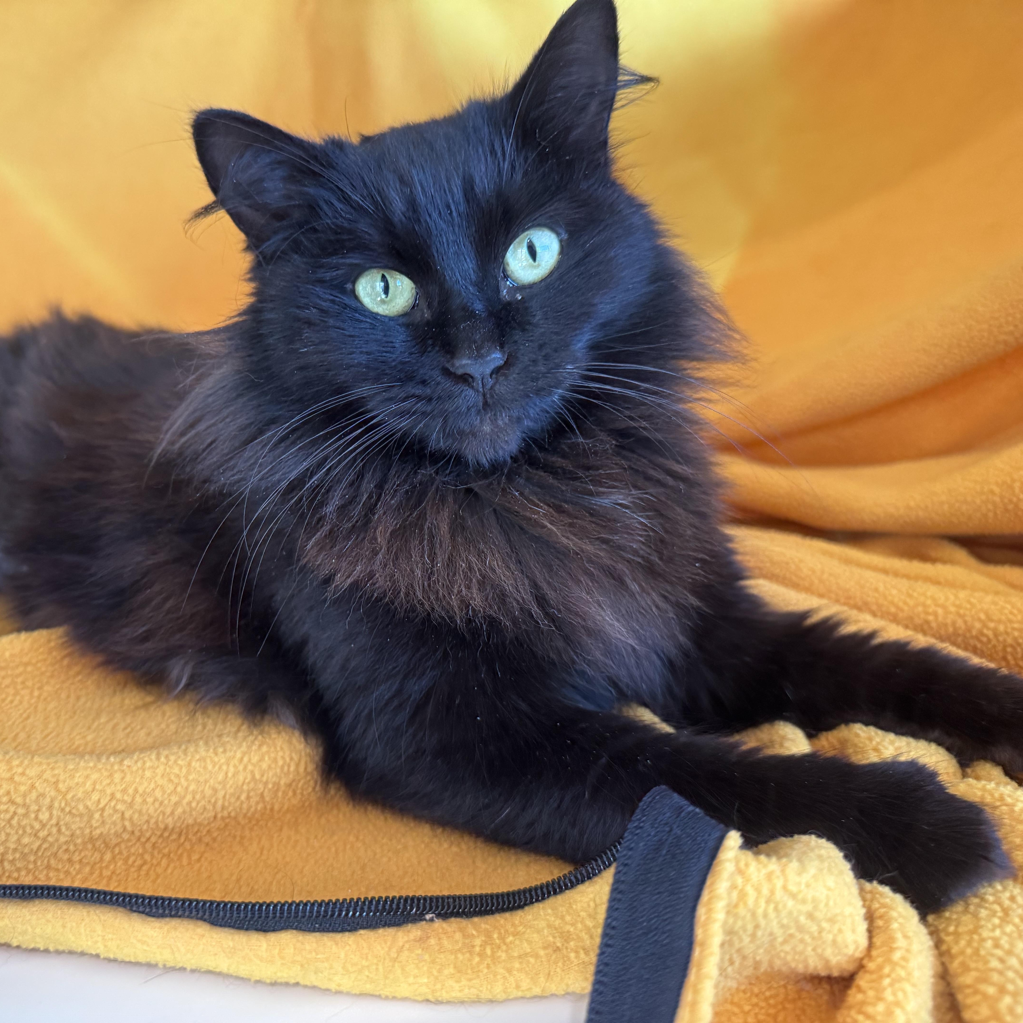 Enlarge Erin, a ADOPTABLE mixed breed in San Carlos, CA image 2/5