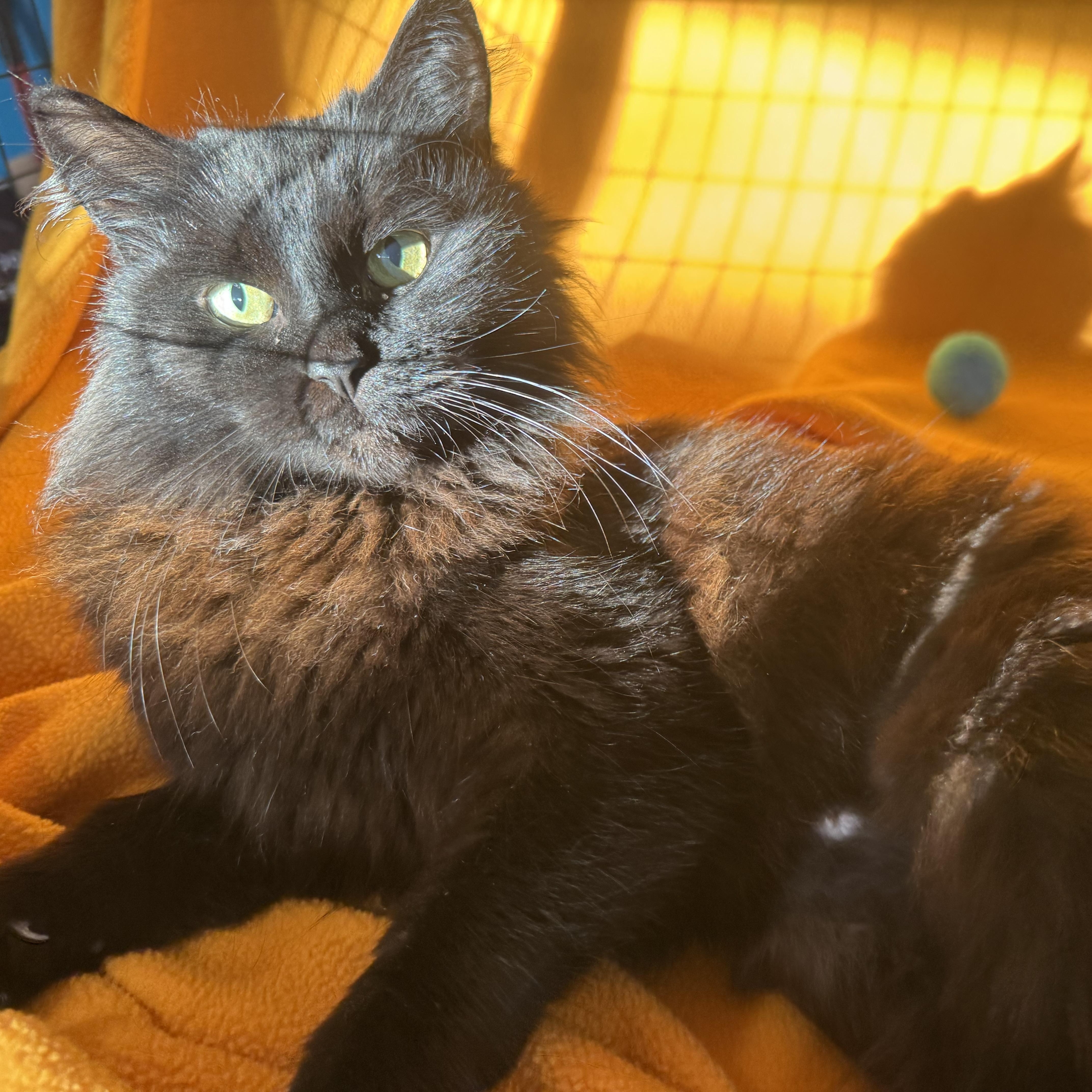 Enlarge Erin, a ADOPTABLE mixed breed in San Carlos, CA image 5/5