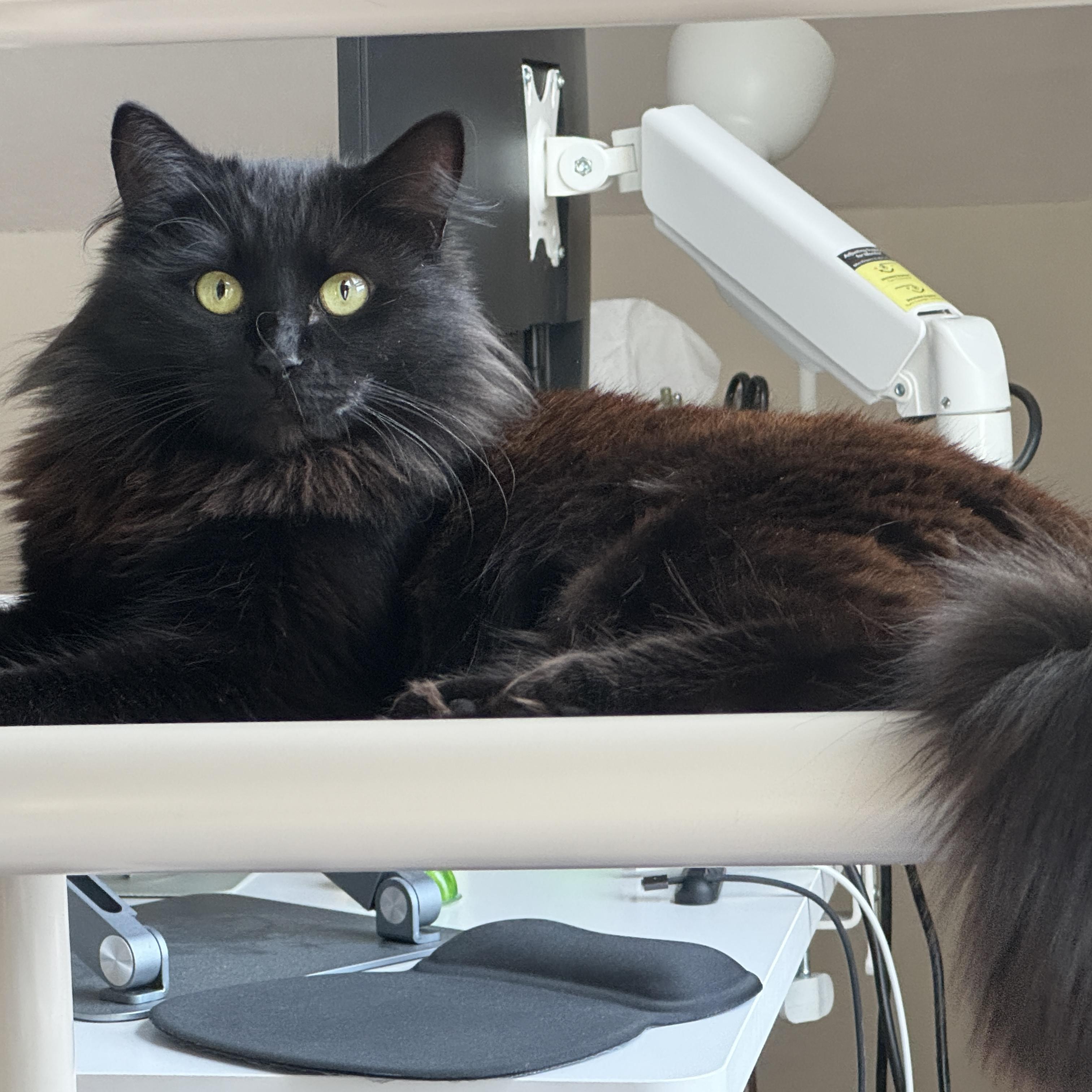 Erin, ADOPTABLE, Young Female Domestic Long Hair.