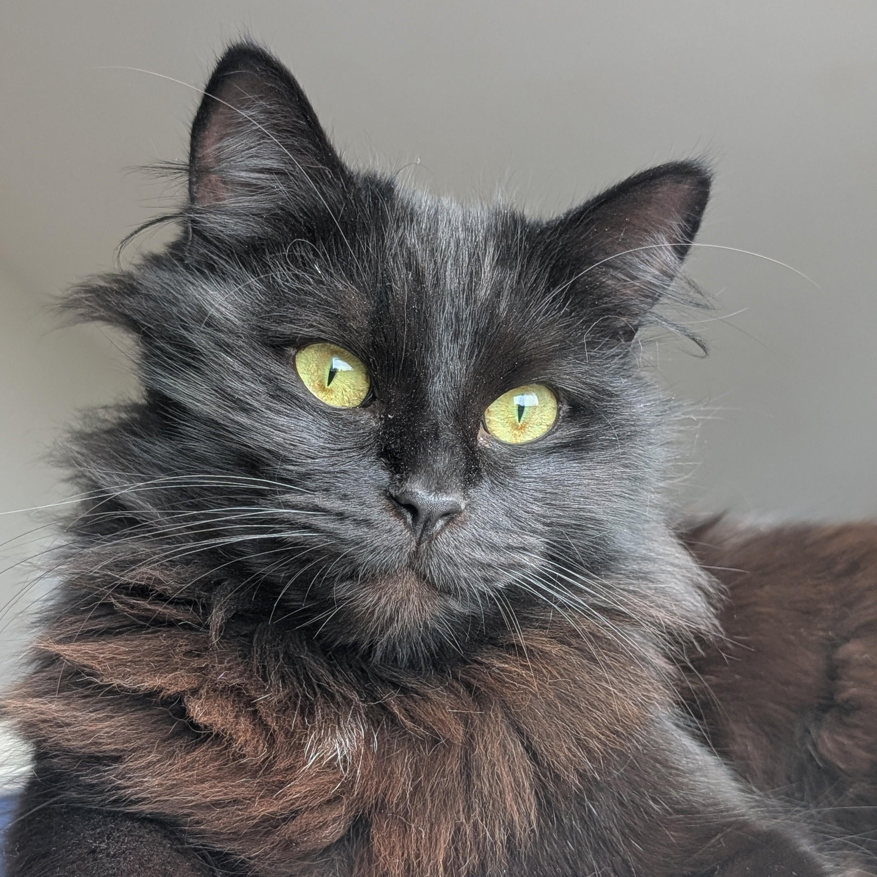 Erin, adopted, Young Female Domestic Long Hair.