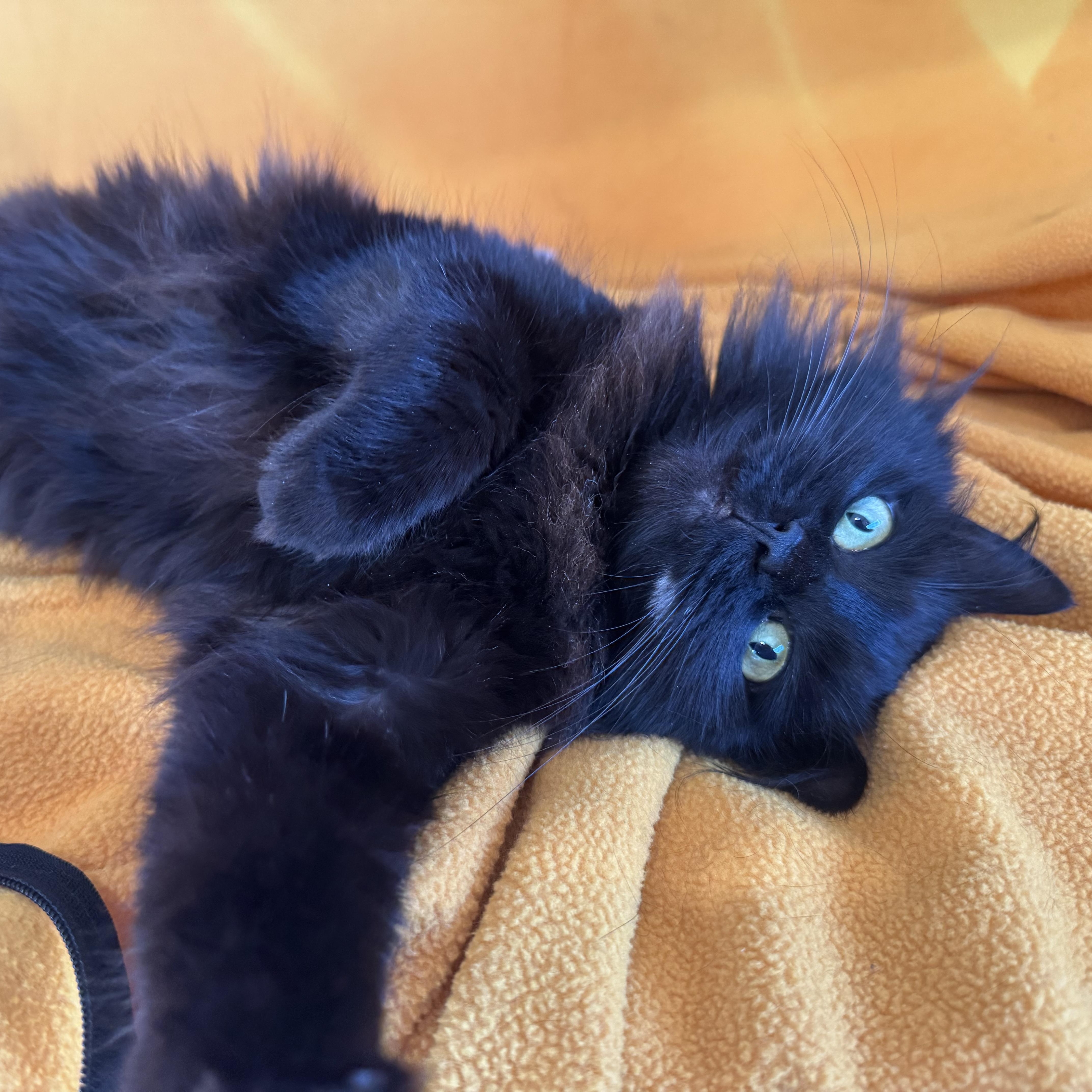 Enlarge Erin, a ADOPTABLE mixed breed in San Carlos, CA image 4/5