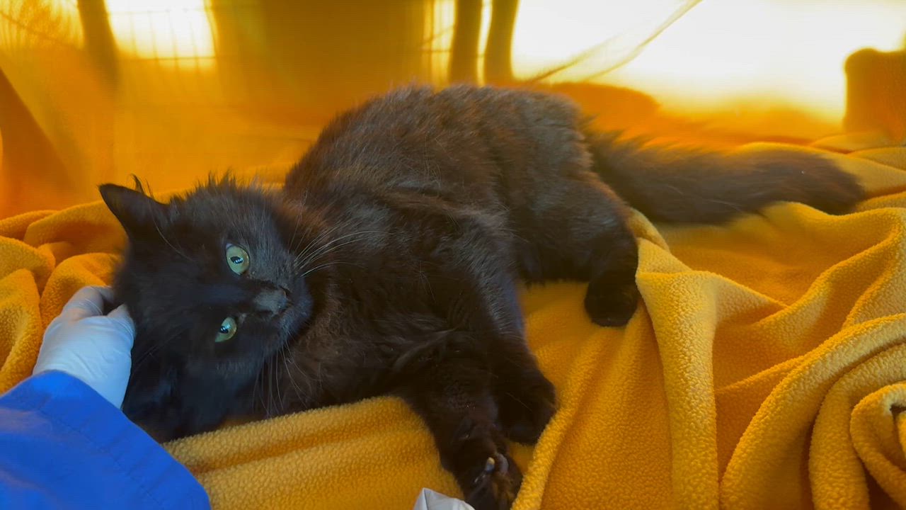 Enlarge Erin, a ADOPTABLE mixed breed in San Carlos, CA video 3/5