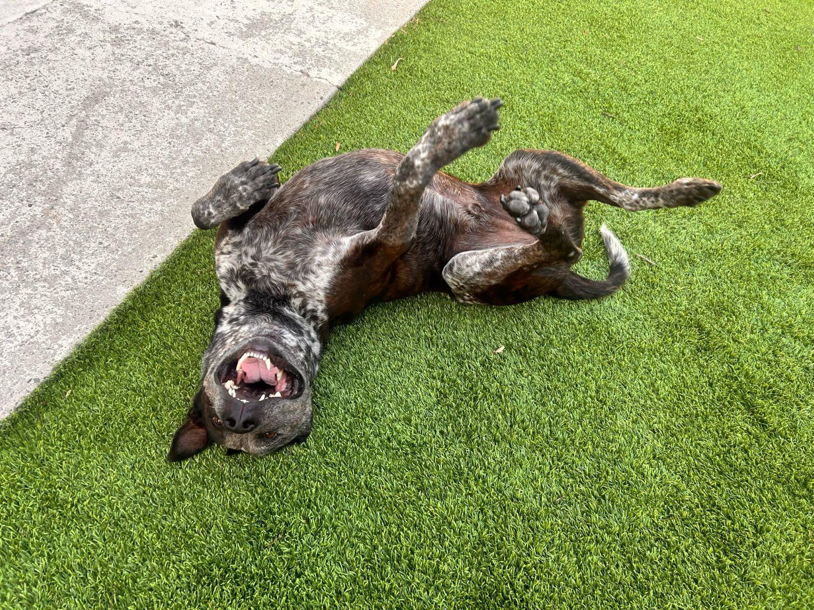 Enlarge Moomoo, a Adoptable mixed breed in Los Angeles, CA image 6/6