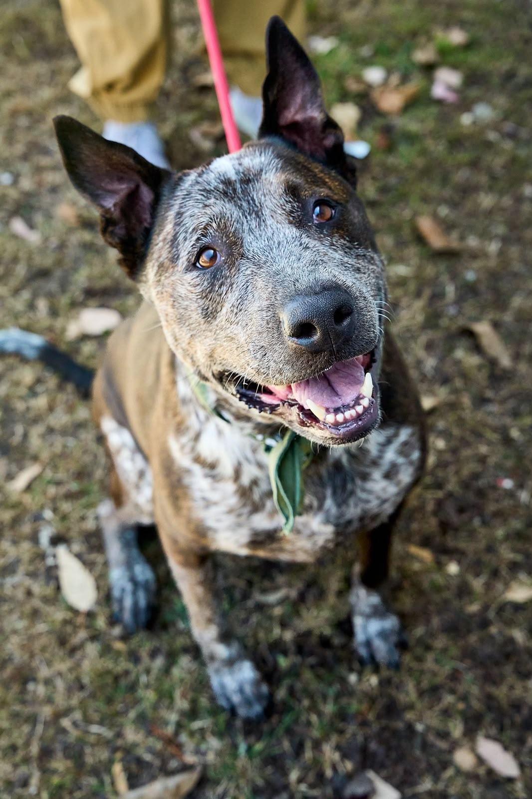 Enlarge Moomoo, a Adoptable mixed breed in Los Angeles, CA image 5/6