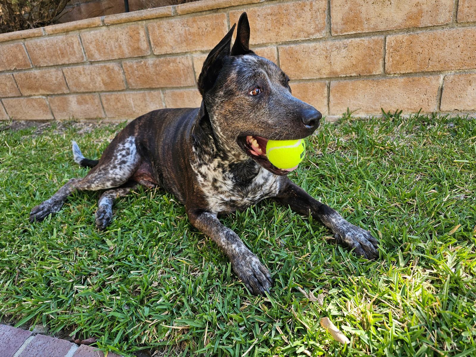 Enlarge Moomoo, a Adoptable mixed breed in Los Angeles, CA image 3/6