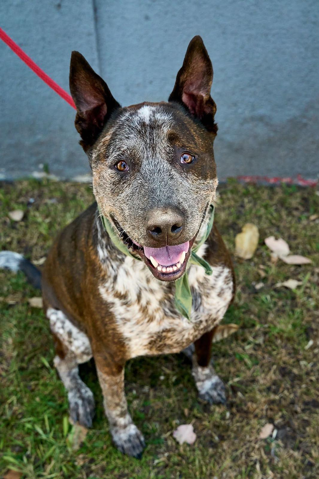 Moomoo, Adoptable, Adult Male Cattle Dog.