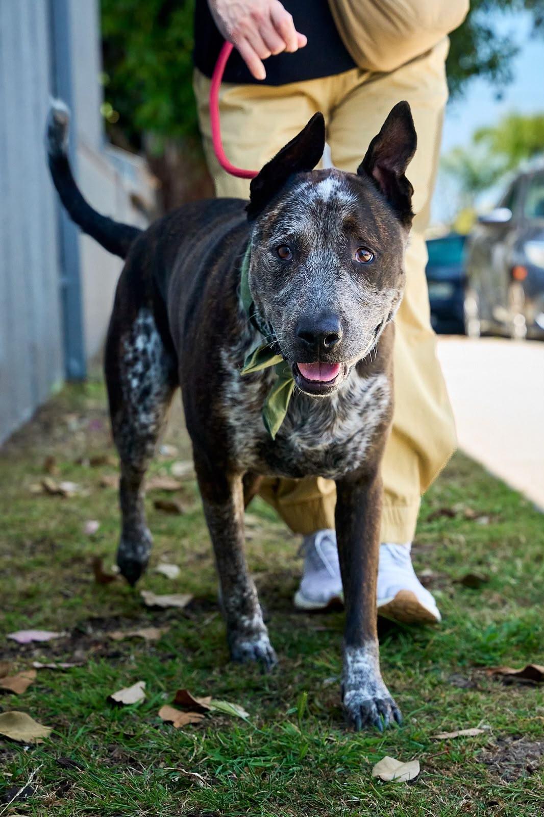 Enlarge Moomoo, a Adoptable mixed breed in Los Angeles, CA image 2/6