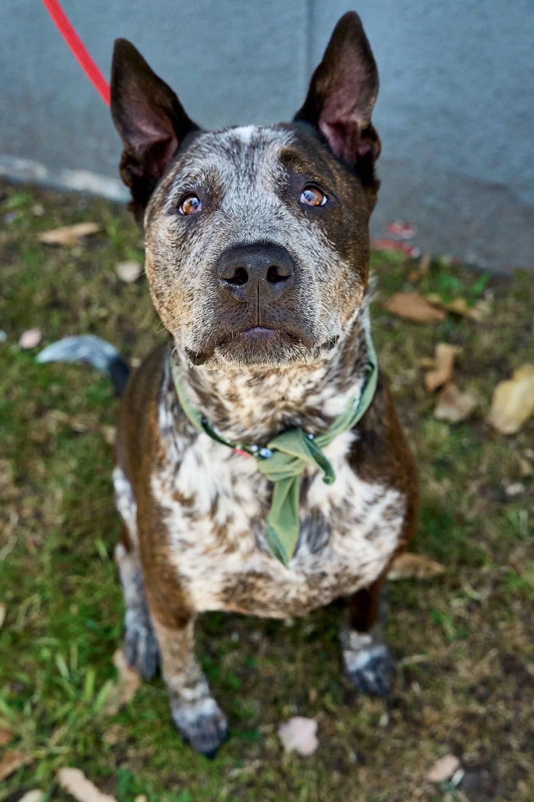Enlarge Moomoo, a Adoptable mixed breed in Los Angeles, CA image 4/6