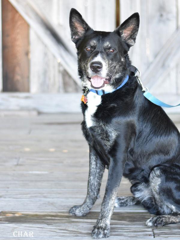 Char, a Adoptable mixed breed in Montgomery, TX image 1/3