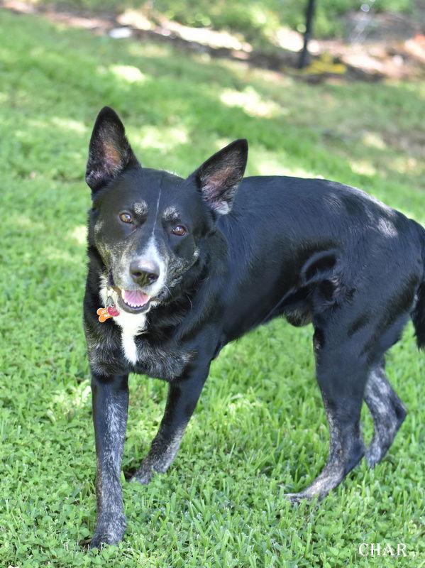 Char, a Adoptable mixed breed in Montgomery, TX image 2/3