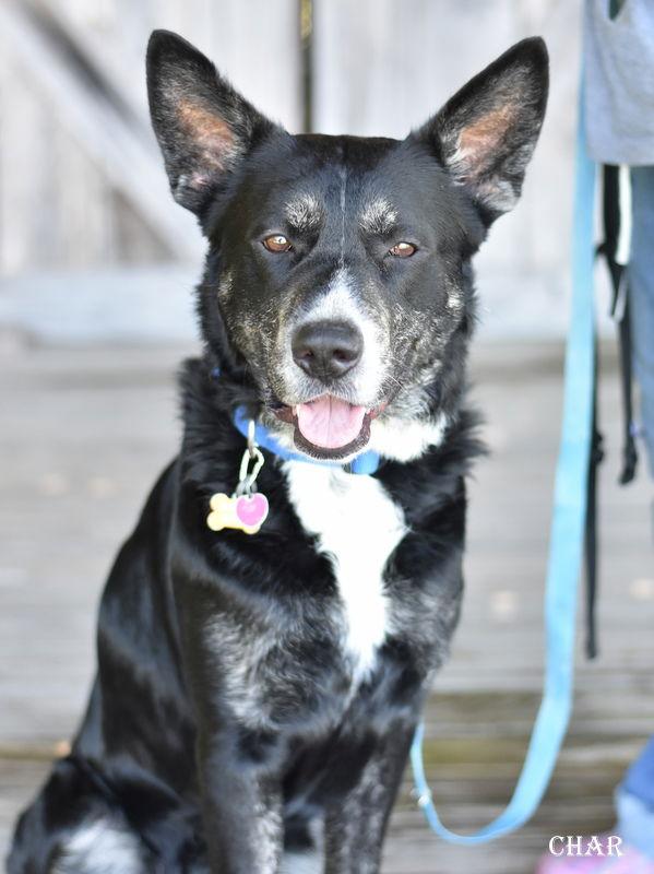 Char, a Adoptable mixed breed in Montgomery, TX image 3/3