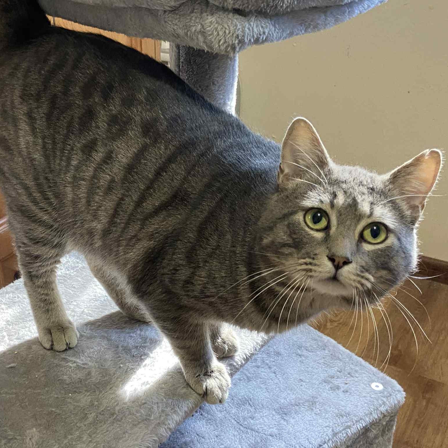 Enlarge Jerry, an adoptable Domestic Short Hair in Portland, OR image 4/6