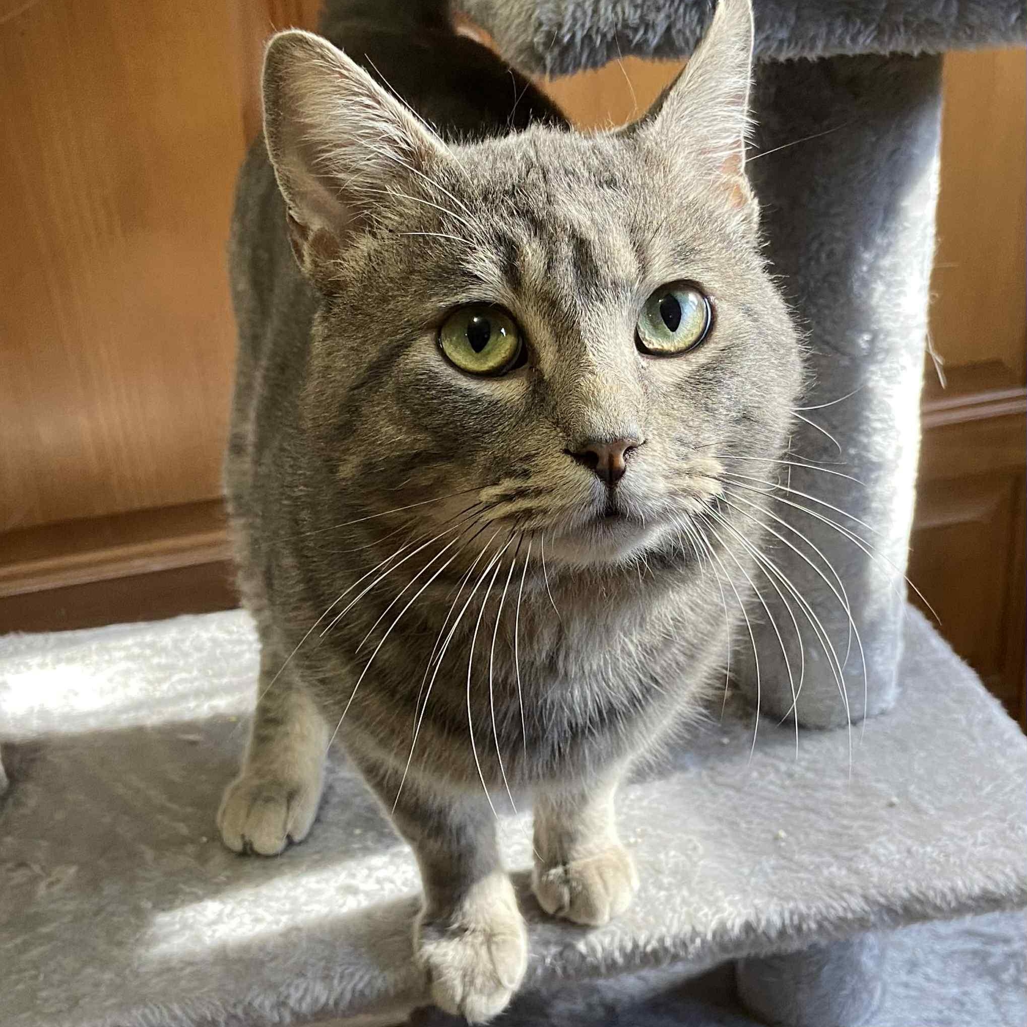 Enlarge Jerry, an adoptable Domestic Short Hair in Portland, OR image 5/6