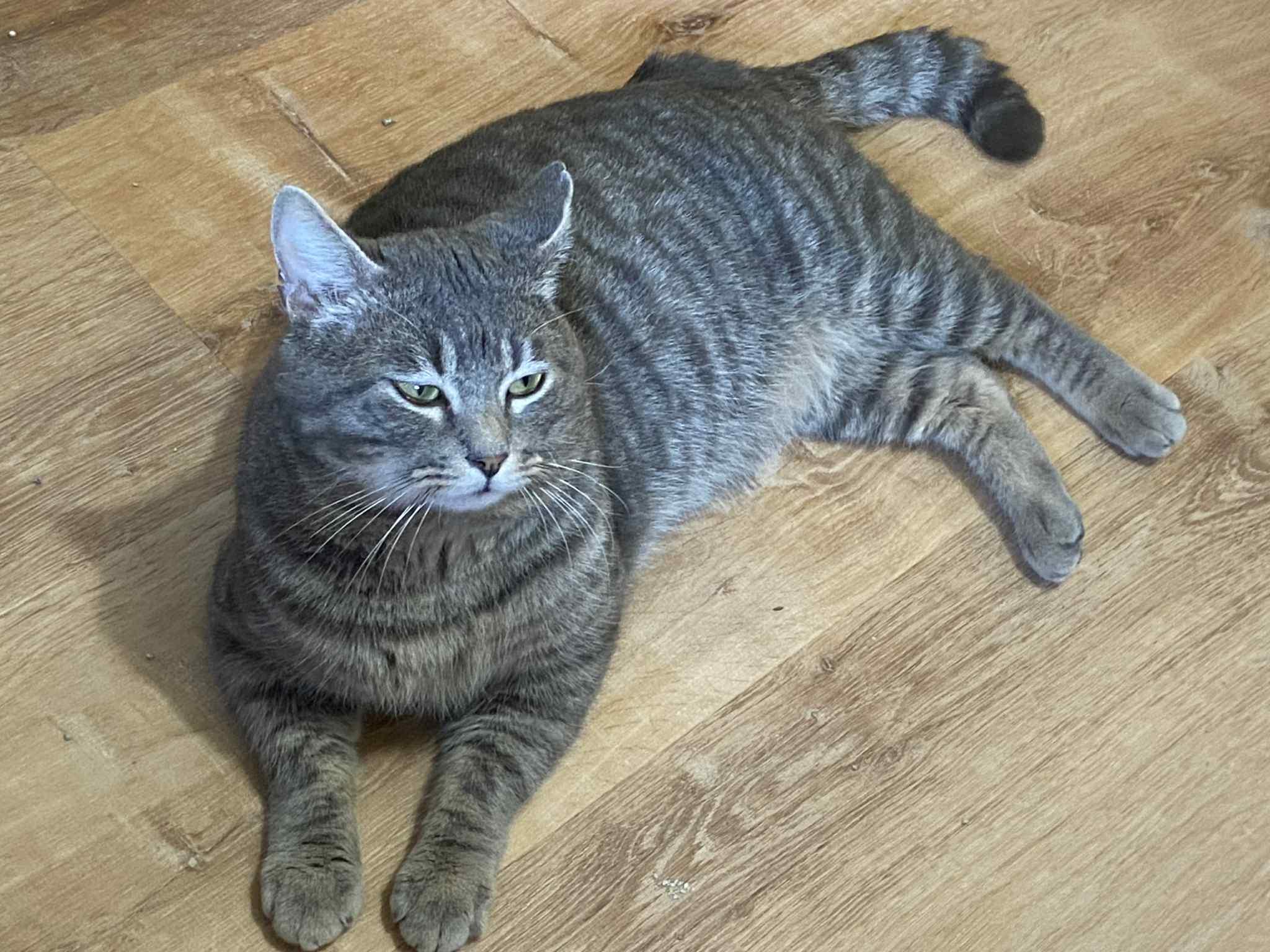 Jerry, adoptable, Young Male Domestic Short Hair.