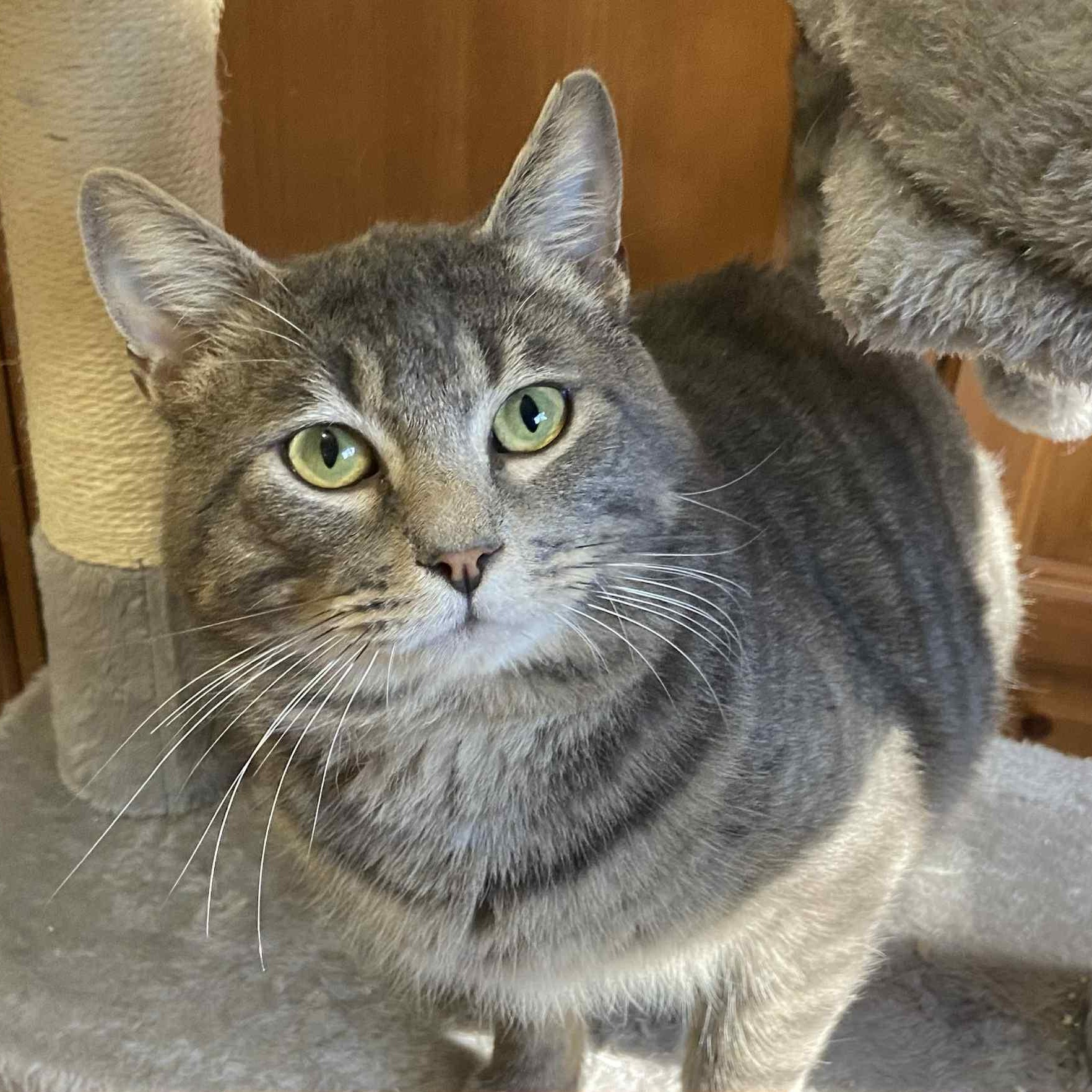 Enlarge Jerry, an adoptable Domestic Short Hair in Portland, OR image 6/6