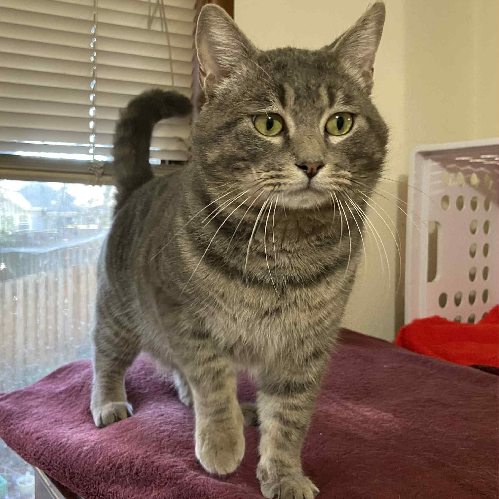 Enlarge Jerry, an adoptable Domestic Short Hair in Portland, OR image 2/6