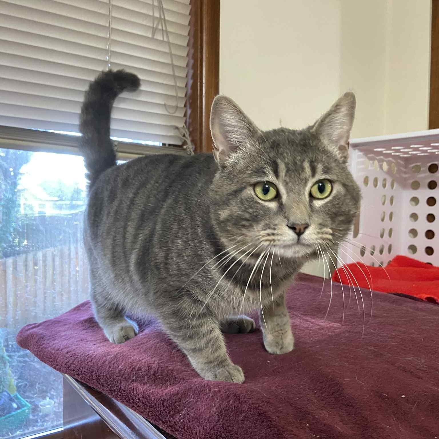 Enlarge Jerry, an adoptable Domestic Short Hair in Portland, OR image 3/6