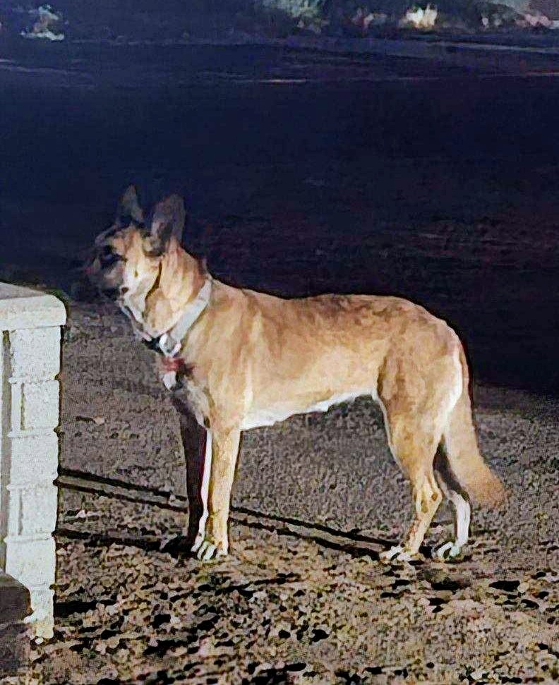 Mali, a Adopted mixed breed in San Diego, CA image 3/4