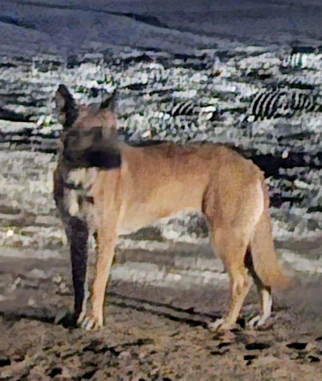 Mali, a Adopted mixed breed in San Diego, CA image 1/4