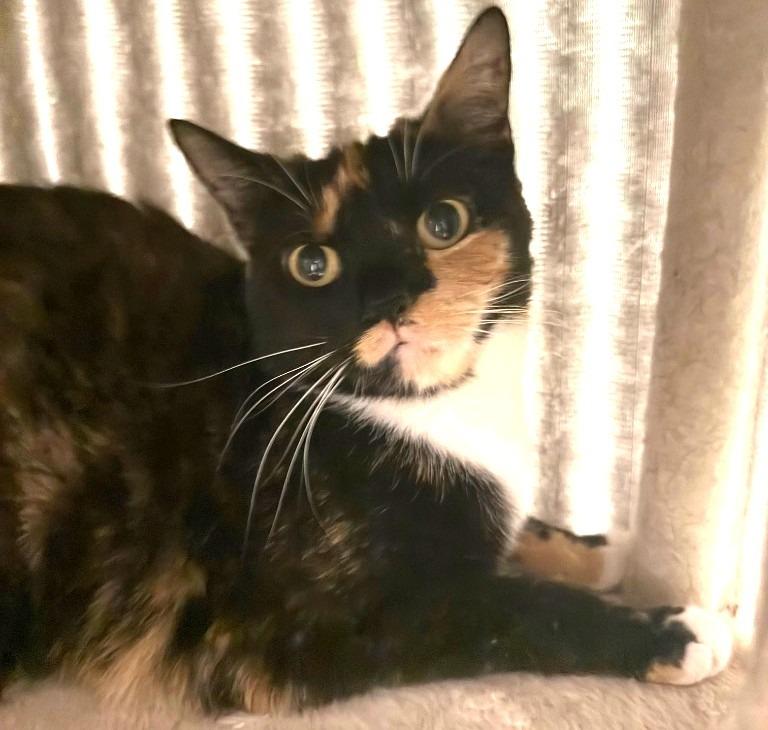 Enlarge Autumn, a Adoptable mixed breed in Ferndale, NY image 1/1