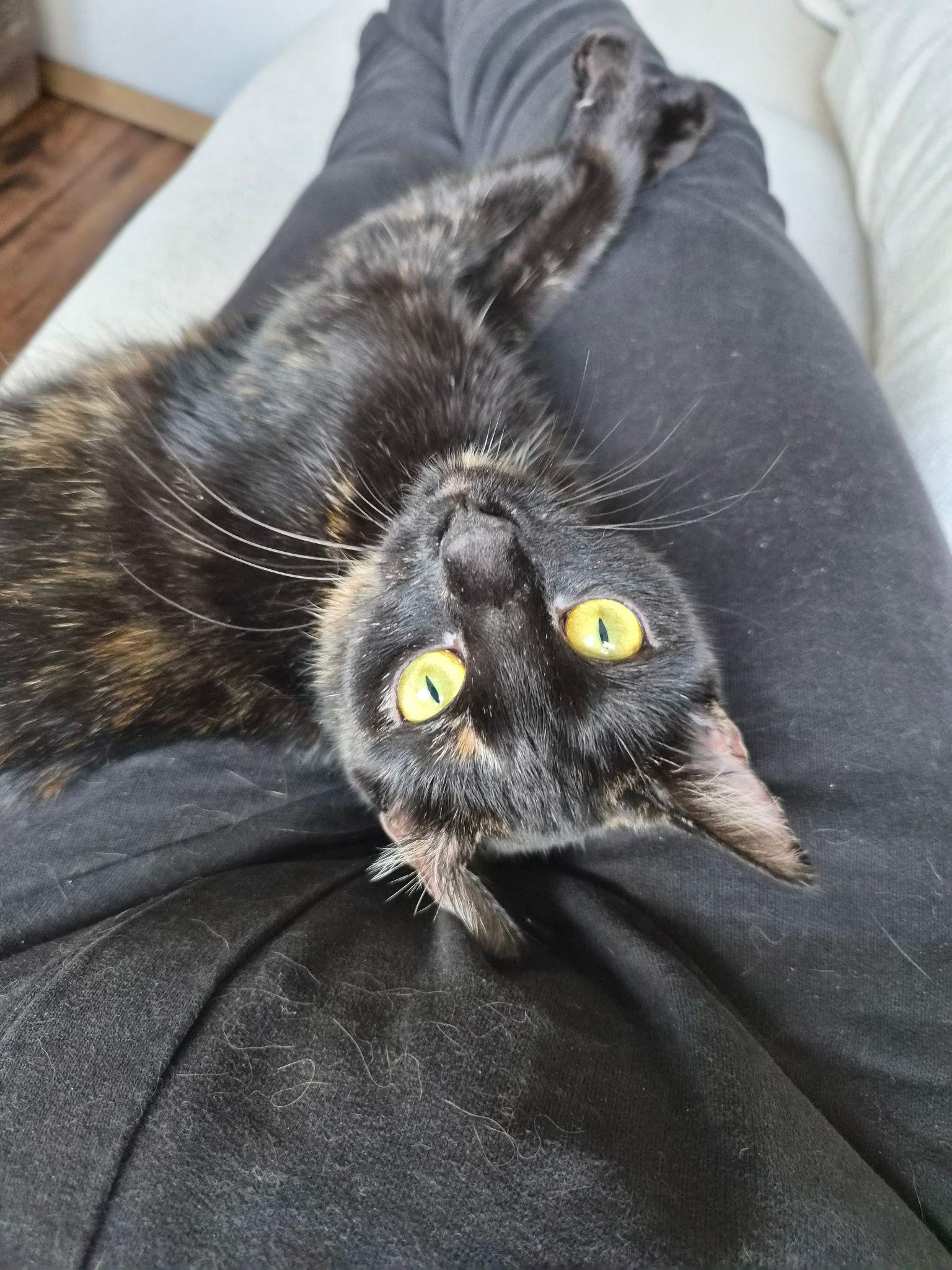 Egypt, Adoptable, Young Female Domestic Short Hair.