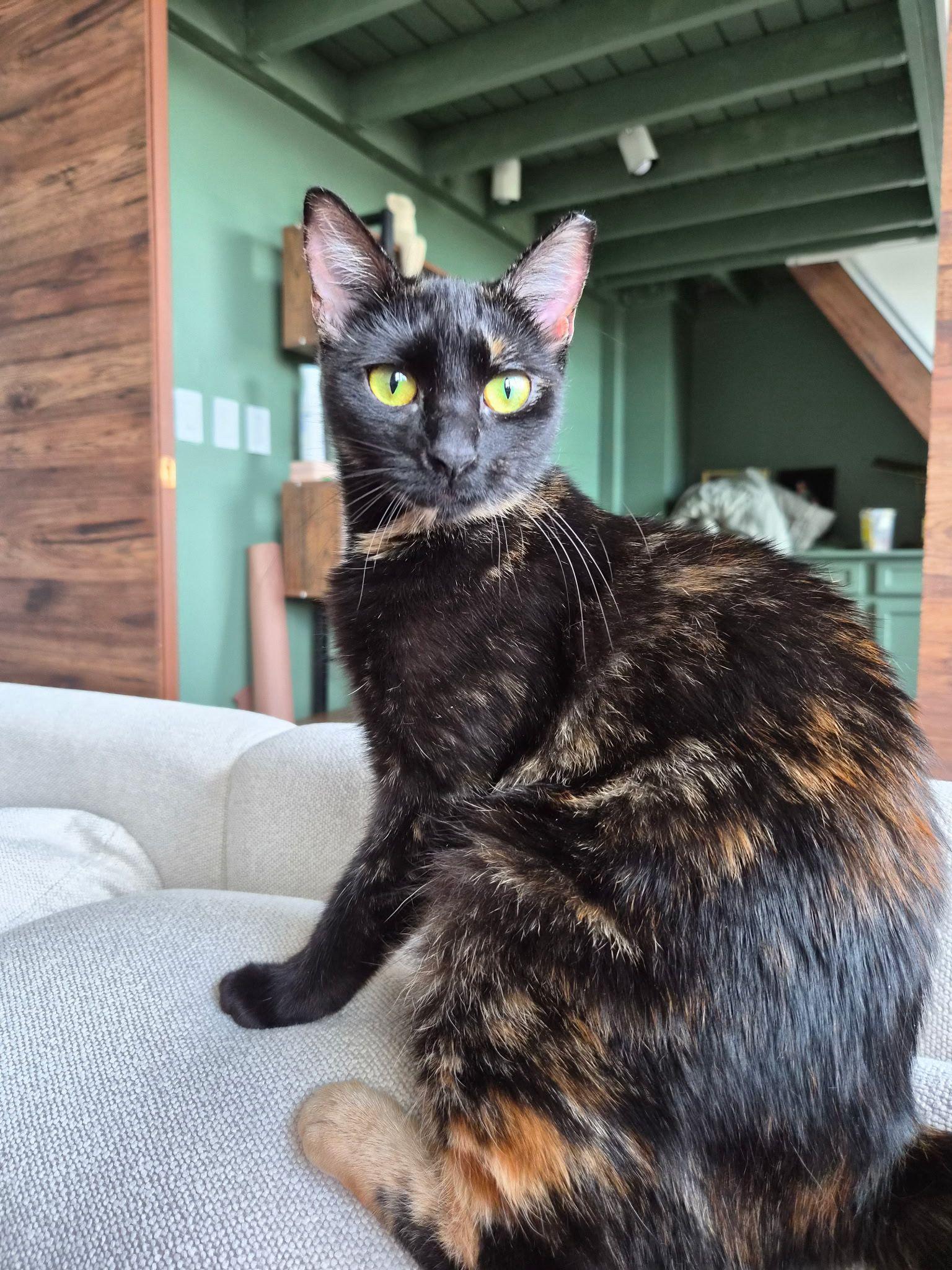 Egypt, Adoptable, Young Female Domestic Short Hair.