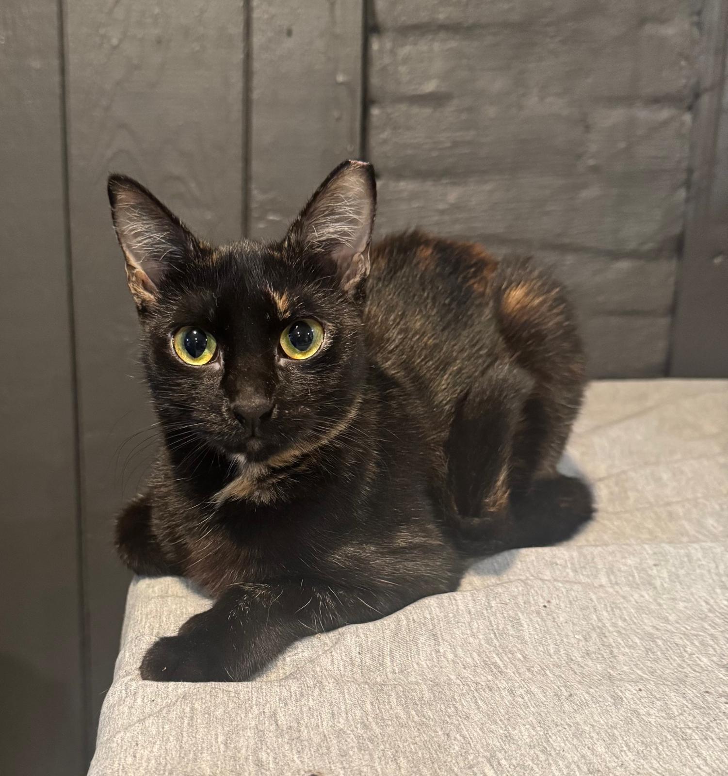 Egypt, a Adoptable Domestic Short Hair in Jersey City, NJ image 3/6