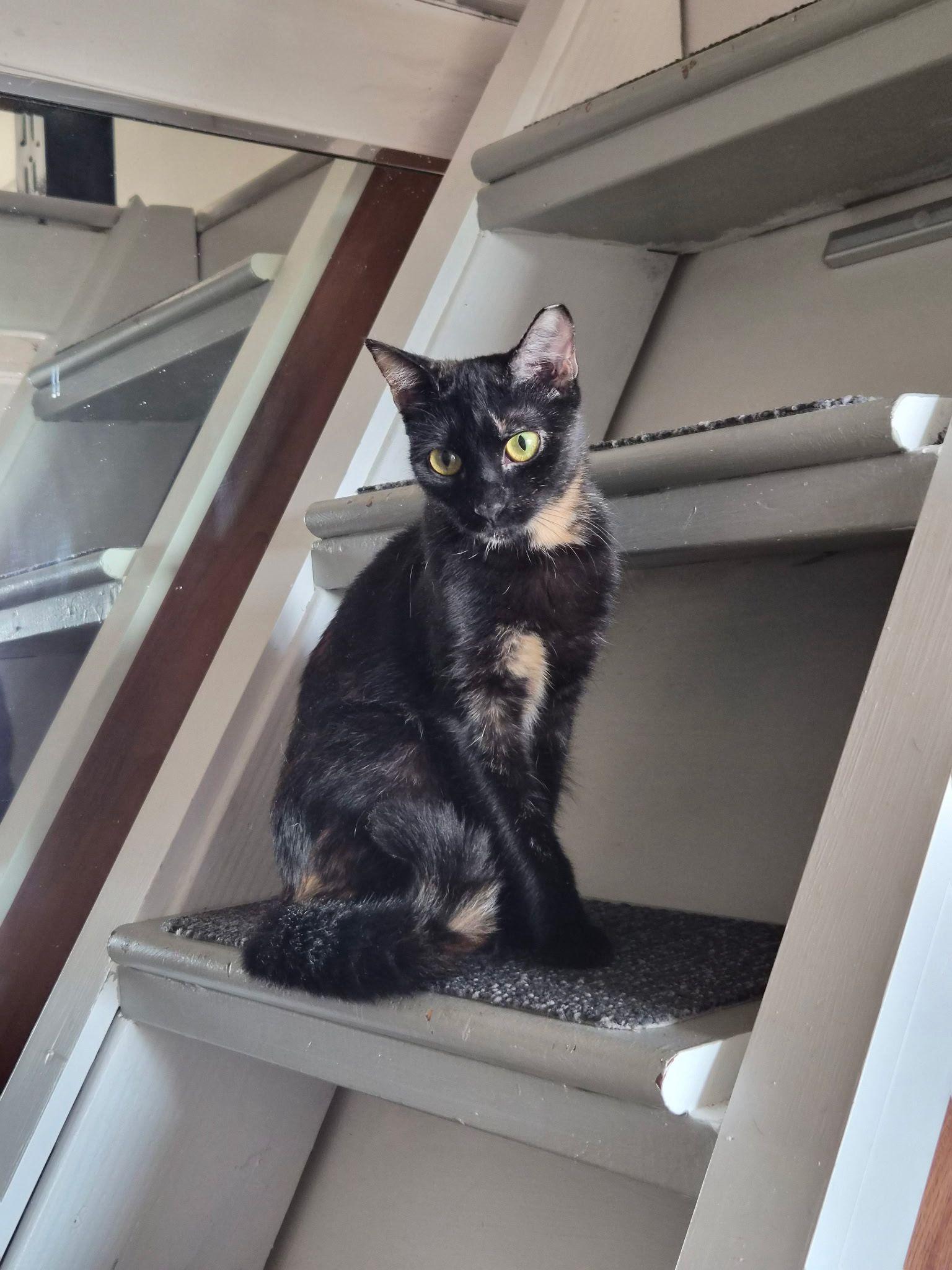 Egypt, a Adoptable Domestic Short Hair in Jersey City, NJ image 4/6